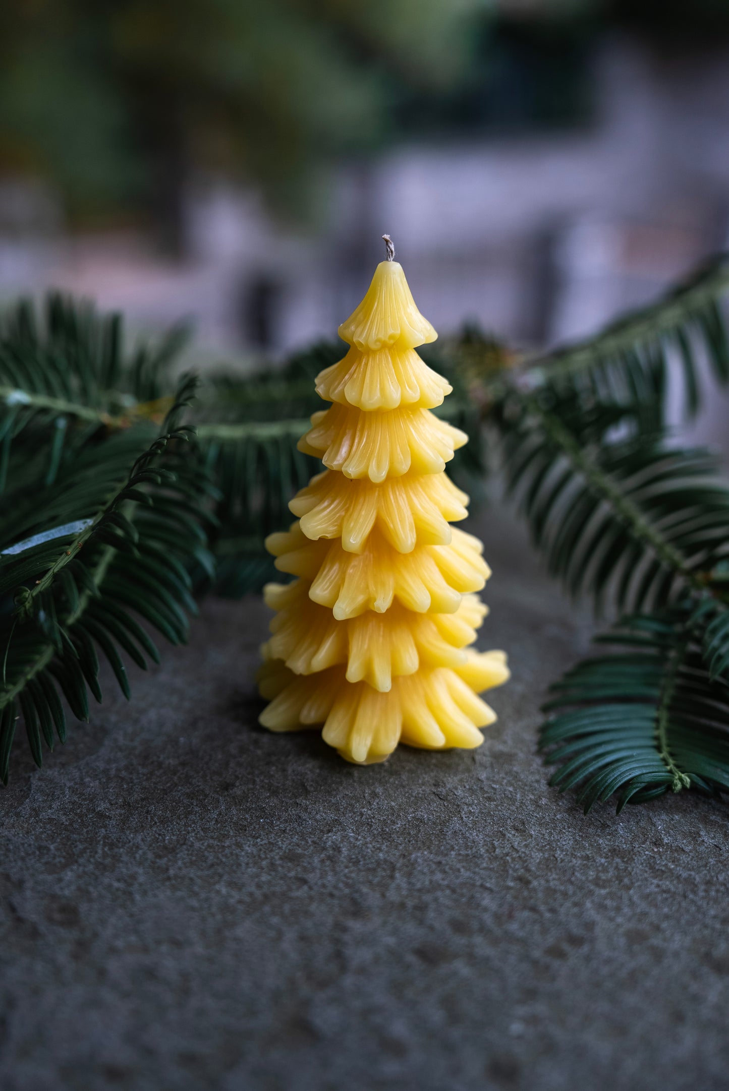 Conifer Trees Beeswax Candles